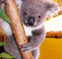 Cooberrie Park Wildlife Sanctuary - Darwin Tourism