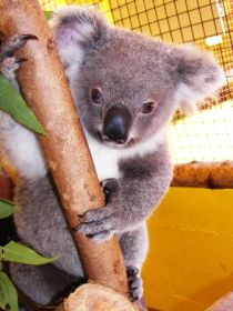 Cooberrie Park Wildlife Sanctuary - Darwin Tourism 0