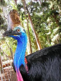 Cooberrie Park Wildlife Sanctuary - Darwin Tourism 1