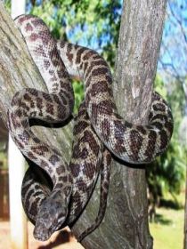Cooberrie Park Wildlife Sanctuary - Darwin Tourism 3
