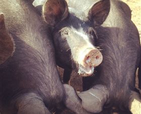 Ravens Creek Farm - Darwin Tourism 3