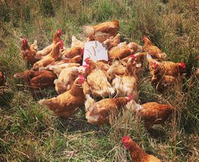 Ravens Creek Farm - Darwin Tourism 6