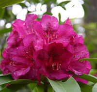 Campbell Rhododendron Gardens - Darwin Tourism