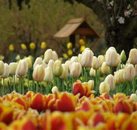 Tulip Top Gardens - Darwin Tourism