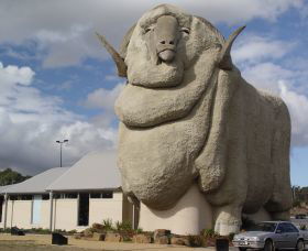 Big Merino - Darwin Tourism 0