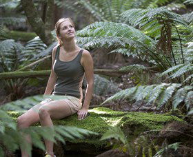 Barrington Tops National Park - Honeysuckle Forest Track - Darwin Tourism 0