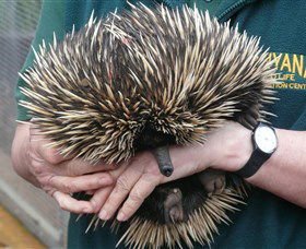 Kanyana Wildlife Rehabilitation Centre - Darwin Tourism 2
