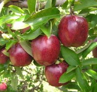 Top 40 Orchard - Darwin Tourism