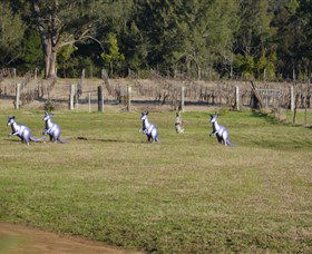 Wollombi Wines - Darwin Tourism 5