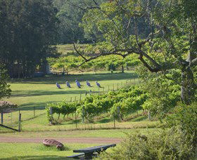 Wollombi Wines - Darwin Tourism 8