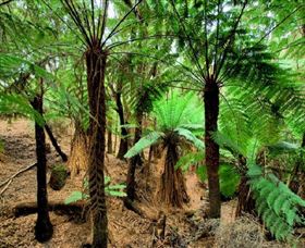 Naracoopa TAS Darwin Tourism