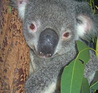 Hunter Valley Zoo - Darwin Tourism