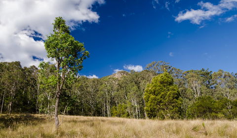 Brush Turkey Track - Darwin Tourism 0