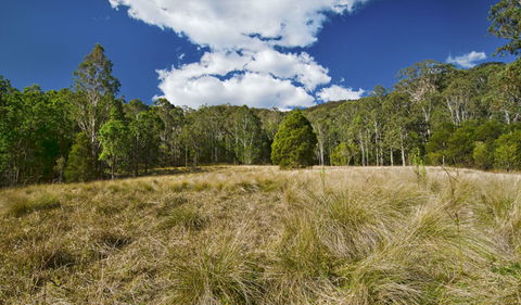 Brush Turkey Track - Darwin Tourism 1