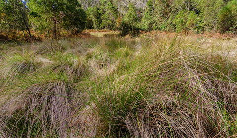 Brush Turkey Track - Darwin Tourism 2