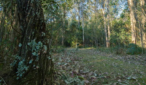 Brush Turkey Track - Darwin Tourism 3