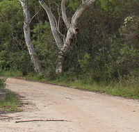 Riverview walking track