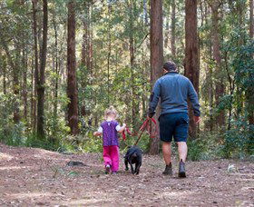 Olney State Forest - Watagan Mountains - Darwin Tourism 0