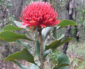 Olney State Forest - Watagan Mountains - Darwin Tourism 1
