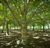 Sassafras Nuts - Darwin Tourism