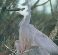 Jack Smith Lake State Game Reserve - Darwin Tourism
