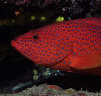 Maori Wrasse Bommie Dive Site - Darwin Tourism
