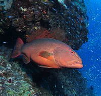 Anchor Bommie Dive Site - Darwin Tourism
