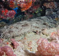 Lighthouse Bommies Dive Site - Darwin Tourism