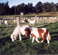 Trudgalong Farm - Darwin Tourism