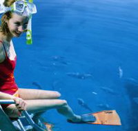 Roy Rufus Artificial Reef Dive Site