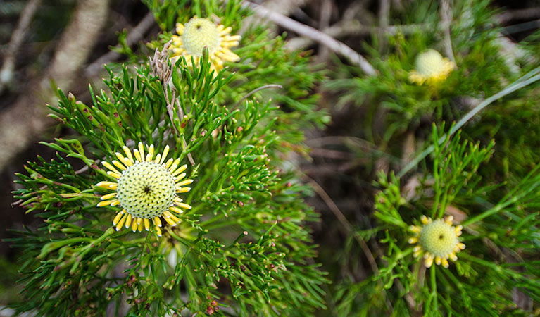 Mount Keira NSW Darwin Tourism