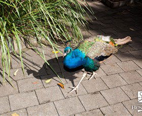 Blackbutt Reserve - Darwin Tourism 6