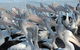 Pelican Feeding - thumb 2