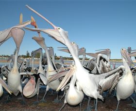 Pelican Feeding - Darwin Tourism 3