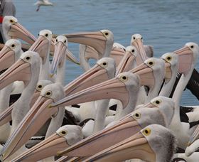 Pelican Feeding - Darwin Tourism 4