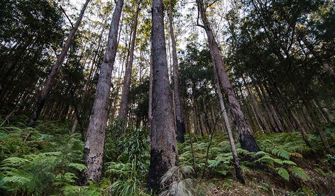 Hastings Forest Way Touring Route - Darwin Tourism 2