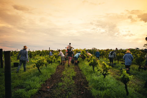 Tyrrells Vineyards - Darwin Tourism 1