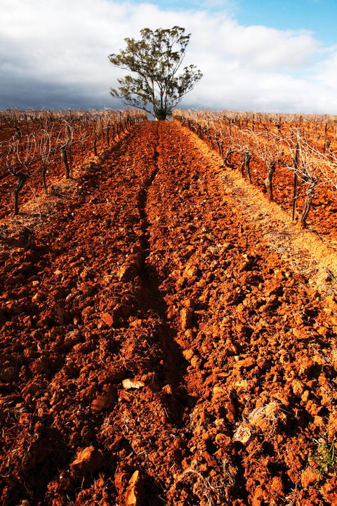 Tyrrells Vineyards - Darwin Tourism 3