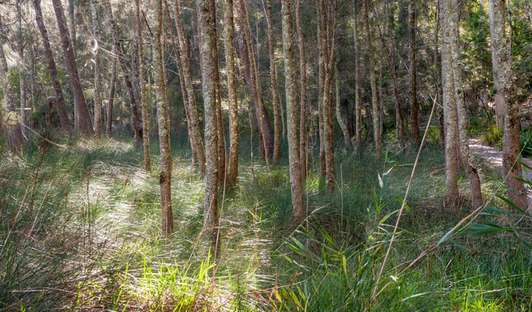 Cambewarra Mountain NSW Darwin Tourism