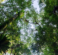 Botanic walk - Darwin Tourism