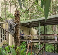 Daisy Hill Koala Centre - Darwin Tourism