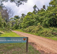 Antarctic Beech picnic area - Darwin Tourism