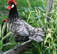Merry Maidens Veggies - Darwin Tourism