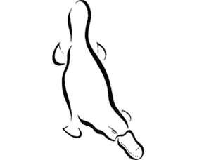 Platypus Gallery - Darwin Tourism 0