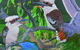 Platypus Gallery - thumb 8