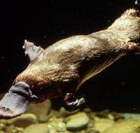 Platypus Pool - Darwin Tourism