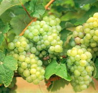 Red Tail Wines - Darwin Tourism
