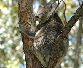 Tilligerry Habitat State Reserve - Darwin Tourism 1