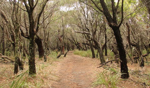Pretty Beach To Snapper Point Walking Track - Darwin Tourism 0