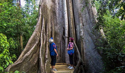 Wingham Brush Nature Reserve - Darwin Tourism 1